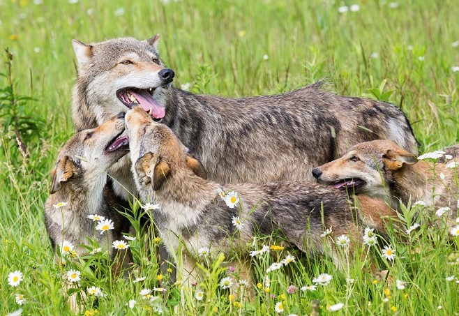 Photo of wolf family in grass