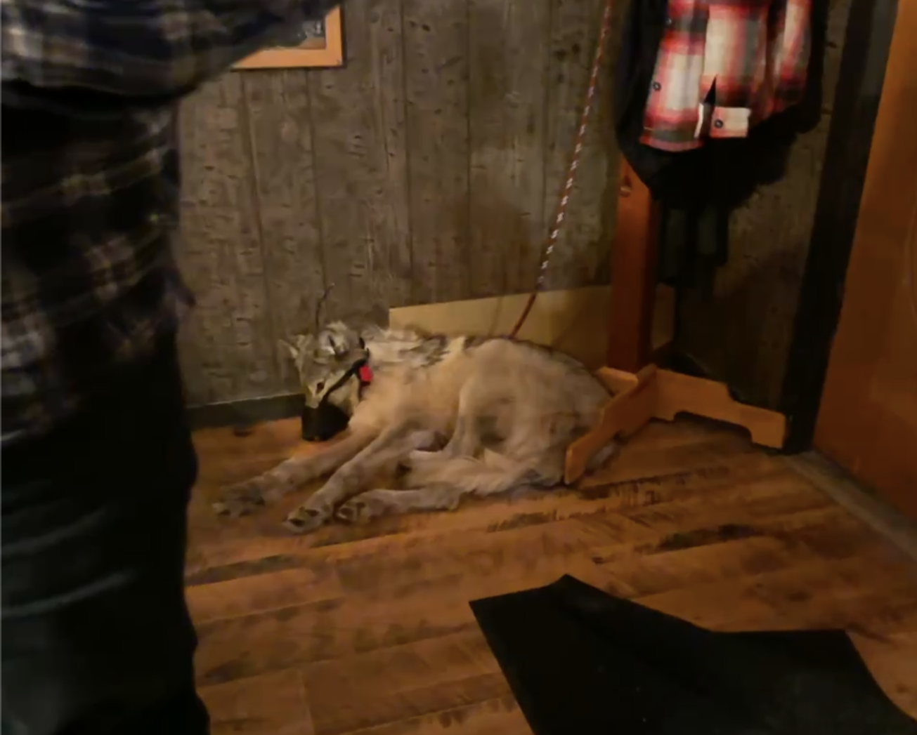 Photo of tortured Wyoming wolf in bar